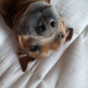 Meet your Posher, Oceana